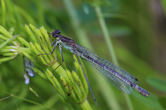 Coenagrion lunulatum