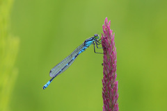 Coenagrion lunulatum