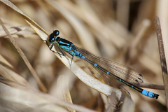 Coenagrion lunulatum