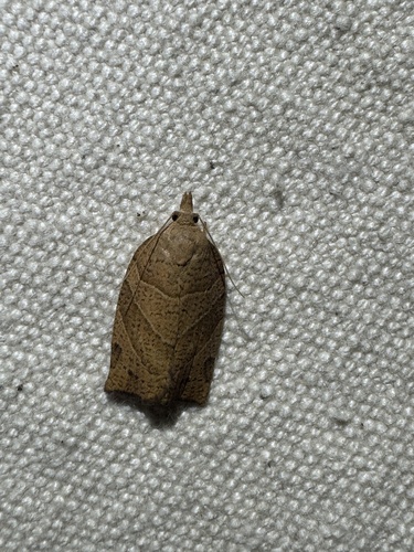 Woodgrain Leafroller Moth photo 2