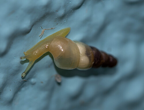 Subulina octona observed 2025-07-28