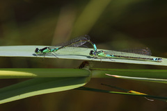 Coenagrion armatum