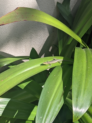 Emoia cyanogaster observed 2025-08-17