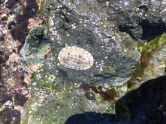 Chiton squamosus