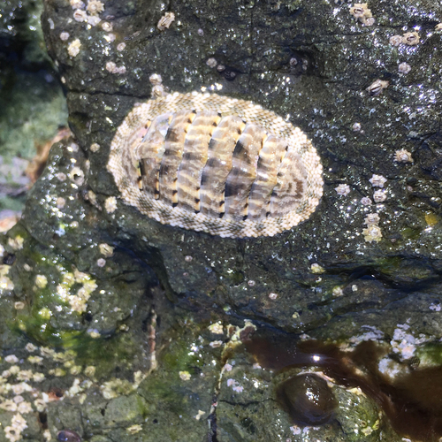 Scaly Chiton