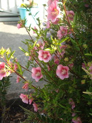 Anisodontea capensis
