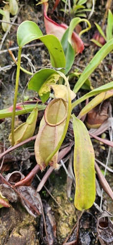 Nepenthes rafflesiana