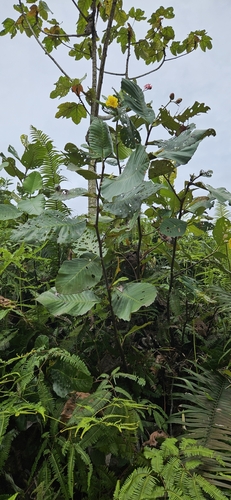 Dillenia suffruticosa