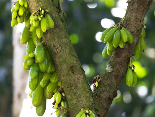 Averrhoa bilimbi, 2025-07-30
