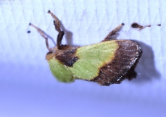 Aergina hilaris