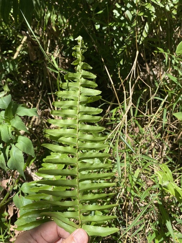 Nephrolepis × copelandii iNat (1)