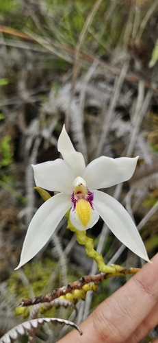 Bromheadia finlaysoniana