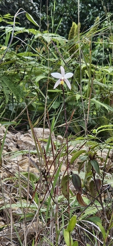 Bromheadia finlaysoniana