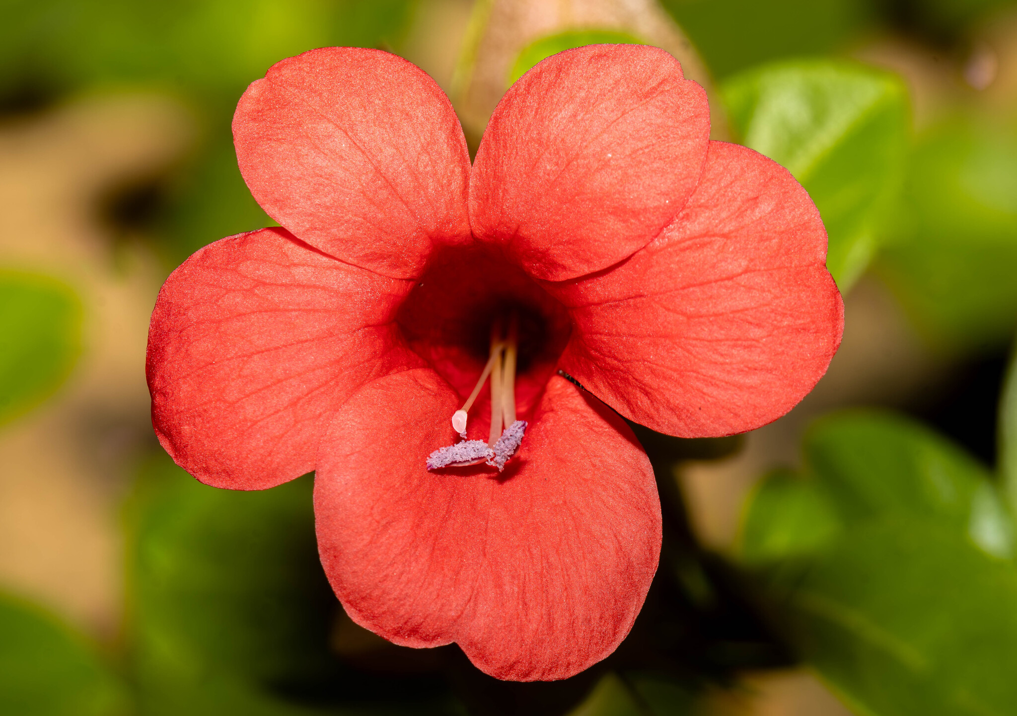 Barleria repens
