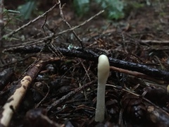 Trichoderma alutaceum