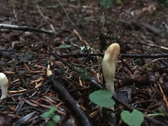 Trichoderma alutaceum