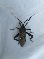 Pachylis neocalifornicus