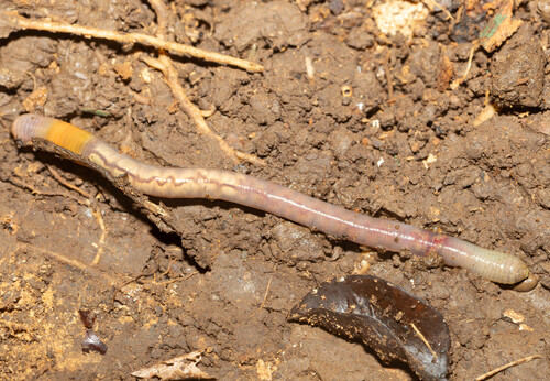Pontoscolex corethrurus, 2025-08-02