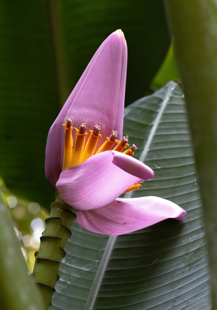Flowering Banana (Musa ornata) · iNaturalist