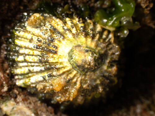 Cellana sandwicensis observed 2025-08-01