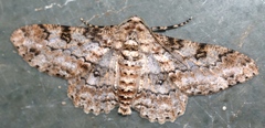 Cleora alienaria