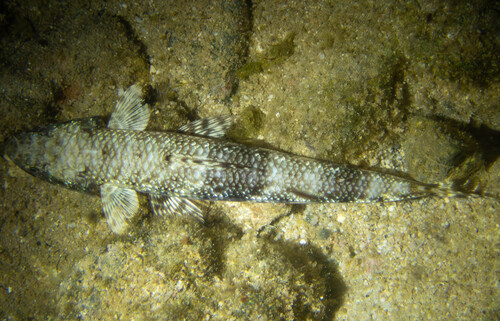 Blotchy lizardfish (Saurida gracilis) — Synodontidae — 4