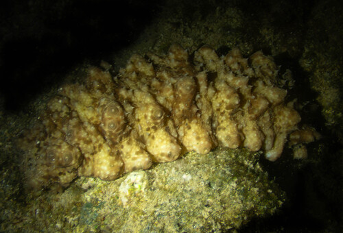 Stichopus horrens observed 2025-08-04