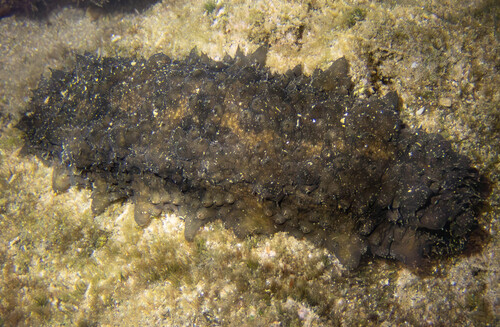 Stichopus horrens observed 2025-08-04
