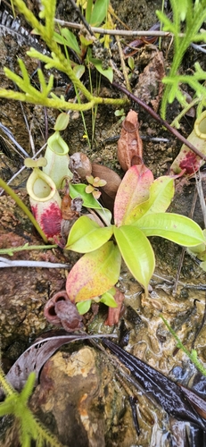 Nepenthes hookeriana