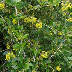 Corokia