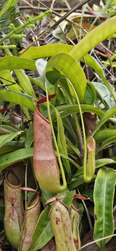 Nepenthes mirabilis