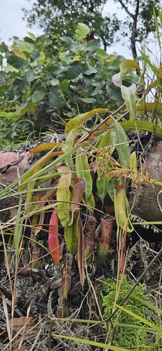 Nepenthes mirabilis