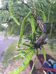Pachylis neocalifornicus