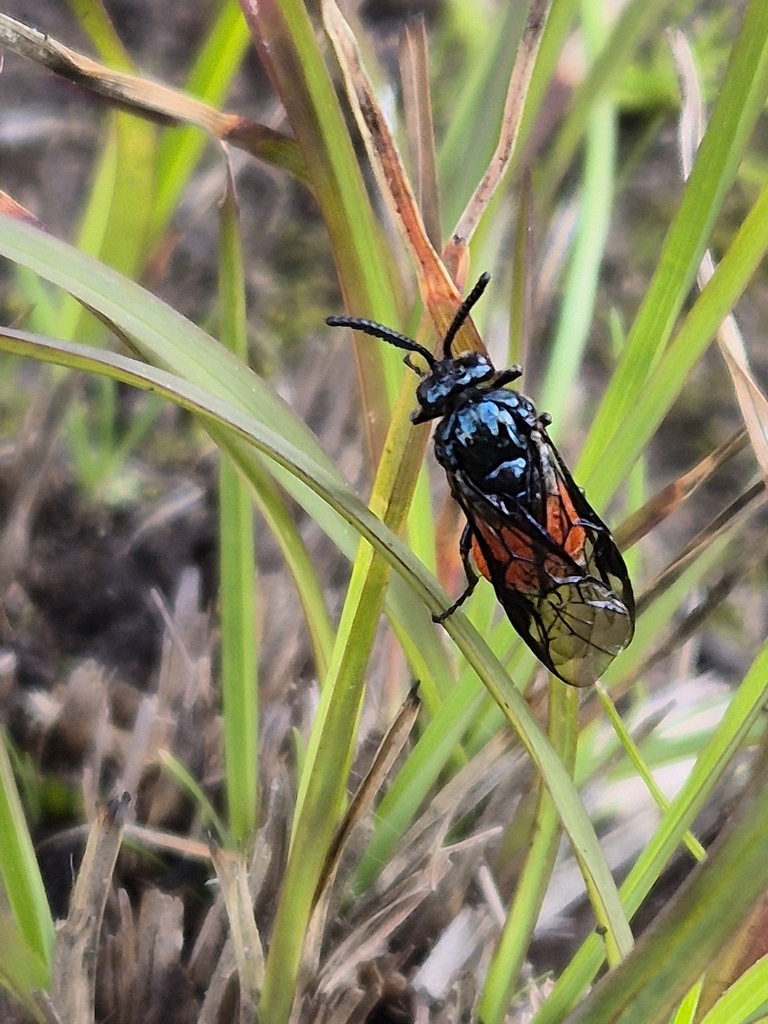 Lophyrotoma nigripes