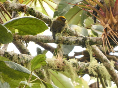 Prong-billed Barbet (Semnornis frantzii), photo 10