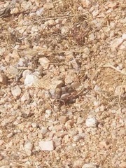 Trimerotropis californica