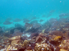 Girella elevata