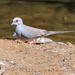 Diamond Dove - Photo (c) Graham Winterflood, some rights reserved (CC BY-SA), uploaded by Graham Winterflood