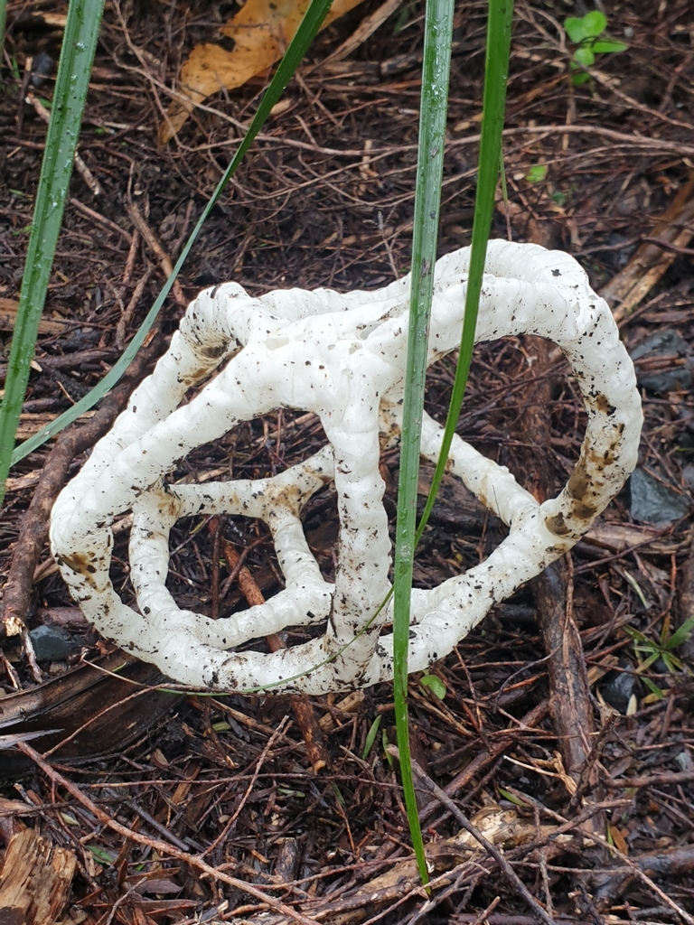 Ileodictyon cibarium · August 2025 · photo: © ellerykr (iNaturalist, cc0)