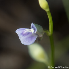 Utricularia uliginosa