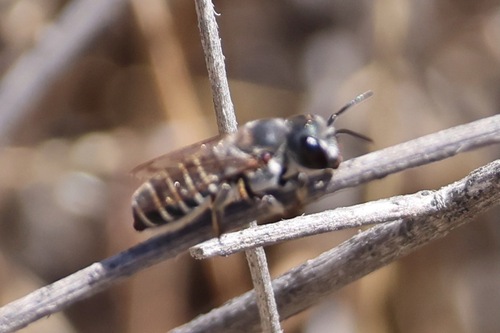 Megachile policaris photo 6
