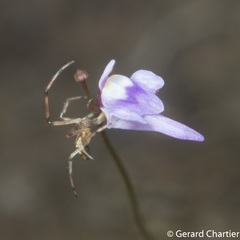 Utricularia geoffrayi