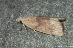 Schoenobiinae