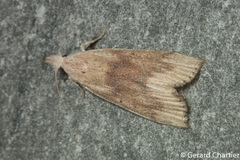 Schoenobiinae