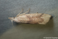 Schoenobiinae