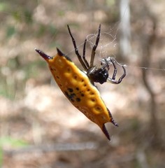 Gasteracantha quadrispinosa