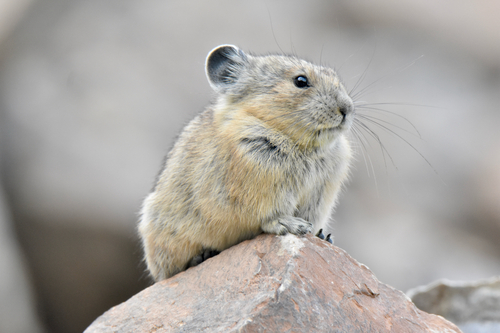 American Pika