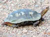 Western Mexican Wood Turtle - Photo (c) Francisco Farriols Sarabia, some rights reserved (CC BY), uploaded by Francisco Farriols Sarabia