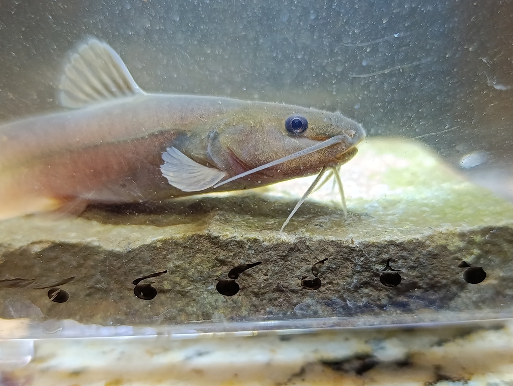 Rock Catfish