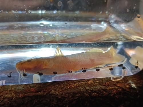 Cave chulín (Rhamdia laticauda) — Heptapteridae — 4